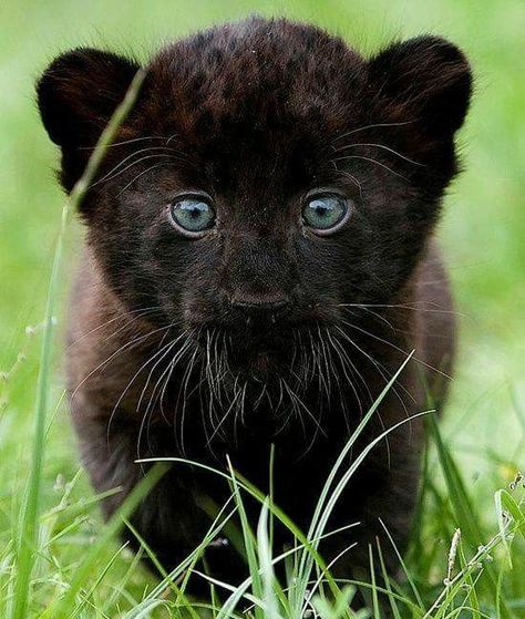 Black Panther Baby Blue Eyes, A Black, Panther, Walking, Blue, Black