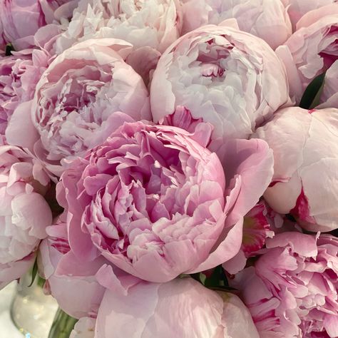 Flowers Peony, Flower Identification, Garden Area, Nothing But Flowers, Peonies Bouquet, Flower Therapy, Month Flowers, Luxury Flowers, Peony Flower