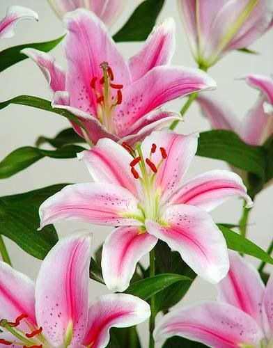 Lily Lilium Flower, Flower Puzzles, Stargazer Lily, Lily Plants, Indoor Flowers, White Lilies, Tiger Lily, All Flowers, Lily Flower