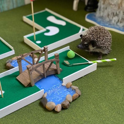 Quillbert on Instagram: “Anyone care for some mini golf with little Chibi... made this fun course. Winner gets lots of worms and bugs ❤️🦔👏🏻.” Diy Hedgehog Cage, Aesthetic Sonic, Hedgehog Aesthetic, Hedgehog Pet Cage, Clay Hedgehog, Diy Hedgehog, Hedgehog Facts, Hedgehog Habitat, Hedgehog Toys