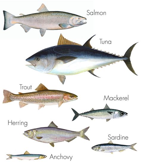 Oily fish - Haleo Fish Chart, Oily Fish, Fat Burning Foods Belly, Fish List, Salmon Fish, Healthy Fish, Ldl Cholesterol, Types Of Fish, Fatty Fish