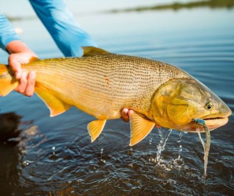 Fish Facts about Golden Dorado 🐟 ▪"Dorado" originates from the Latin word for "gold" ▪Golden Dorado are native to Brazil, Paraguay, Uruguay, Bolivia, and Argentina ▪Golden Dorado are excellent predators, and their diet consists mainly of other fish Fish for them on the only mothership fishing program in Argentina! Learn more here 👉 https://gotfishing.com/adventures/fishing/golden-dorado-river-cruiser-argentina/ #gotfishing #flyfishing #fishingadventure #goldendorado #fishingargentina Golden Dorado Fish, Dorado Fish, Fish Facts, Latin Word, Fish Fish, Fishing Guide, Fishing Adventure, The 2000s, Best Fishing