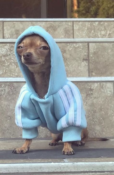 Dog In Hoodie, Funny Chihuahua Pictures, Dog Wearing Clothes, Silly Animal Pictures, Funny Dog Faces, Really Cute Puppies, Cool Dog, Funny Animal Photos, Silly Dogs