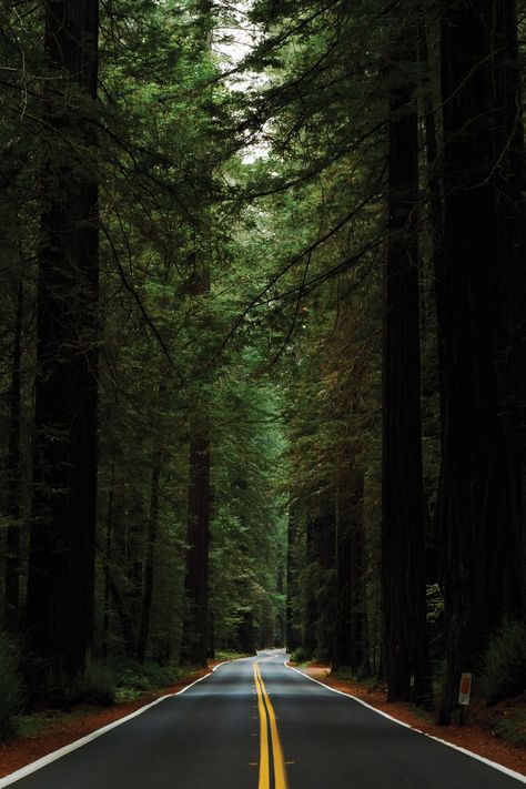 Ancient Redwoods, Empty Beaches, and Foraged Fine Dining on California's Northern Coast | Condé Nast Traveler Avenue Of The Giants, Creator Of The Universe, Redwood National Park, Forest Canopy, Redwood Tree, 4 Wallpaper, Image Nature, Redwood Forest, The Giants