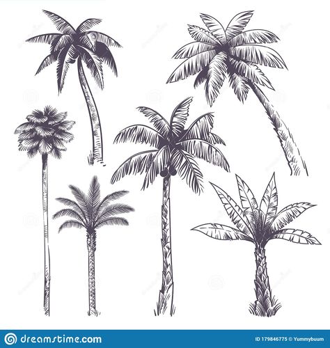 Illustration about Sketch palm tree. Hand drawn tropical coconut palm trees, africans plants. Hawaii summer vacation engraving drawing vector isolated jungle set. Illustration of garden, branches, hand - 179846775 Coconut Tree Drawing, Palm Tree Sketch, Trees Drawing Tutorial, Palm Tree Drawing, Palm Tree Vector, African Plants, طابع بريدي, Coconut Palm Tree, Palm Tree Tattoo