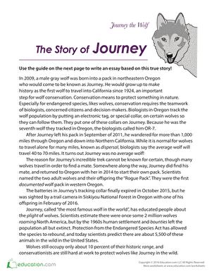 This worksheet introduces kids to the fascinating true story of Journey and guides them to write a five paragraph essay about what they have read. A Wolf Called Wander, Fill In The Blanks Story, Five Paragraph Essay, Paragraph Essay, Essay Prompts, Wild Wolf, Call Of The Wild, Unit Study, Writing Worksheets