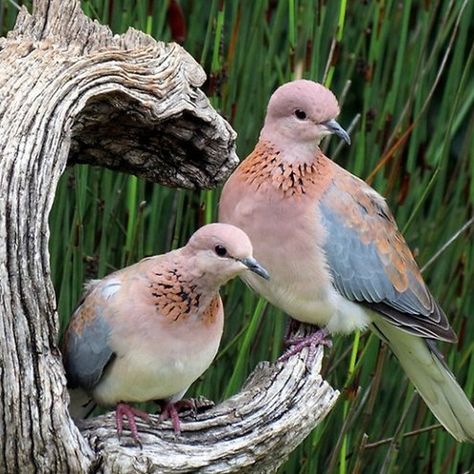 Brown Dove, Turtle Dove, Pretty Animals, Foto Art, Pretty Birds, Pics Art, Animal Photo, Cute Little Animals, Animals Friends