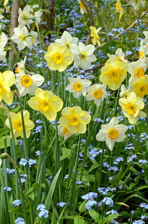 Spring Garden Flowers, Yellow Daffodils, Spring Bulbs, Deco Floral, Flowers Garden, Spring Is Here, Ranunculus, The Grass, Beautiful Blooms