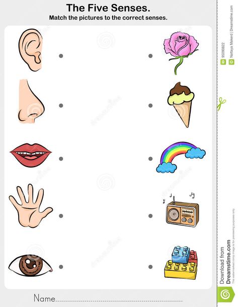 Body Parts Preschool Activities, Five Senses Worksheet, Five Senses Preschool, 5 Senses Activities, Senses Preschool, Body Parts Preschool, Senses Activities, The Five Senses, English Activities For Kids