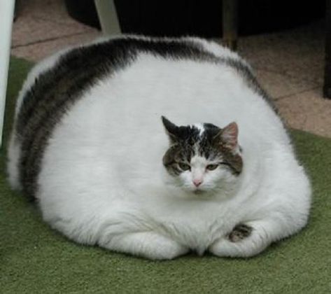 Fat Cats Funny, Obese Cat, Cute Fat Cats, Fat Animals, Silly Cats Pictures, Silly Animals, Kittens Funny, Funny Animal Memes, Fat Cats