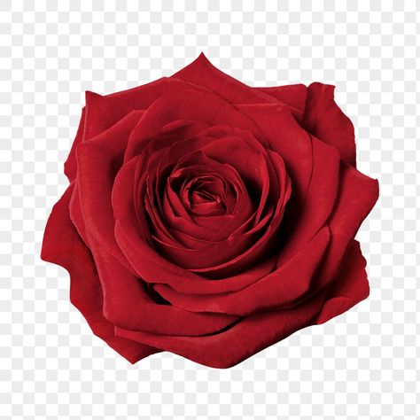 Rose Png Aesthetic, Rose Icon Flower, Red Flower Icon, Rose Transparent Background, Red Png Icons, Rose Flowers Aesthetic, Red Flowers Png, Rose Flower Aesthetic, Red Roses Png