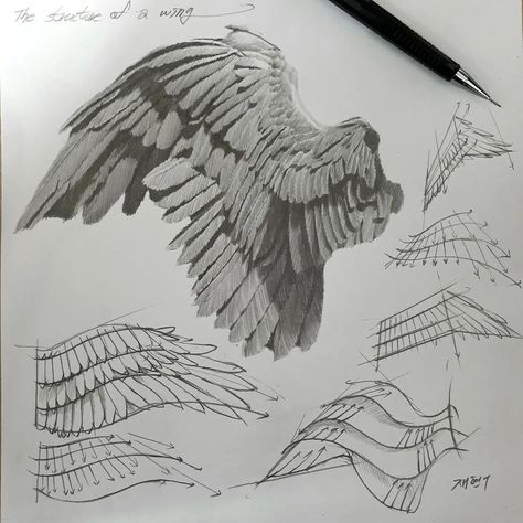 How To Draw Feathers On Wings, Wings How To Draw, Bird Wing Drawing Reference, Wings Anatomy Drawing, Wings On Back Drawing, Feather Wings Drawing, Things To Draw Watercolor, Bird Feathers Drawing, Wings Angel Drawing