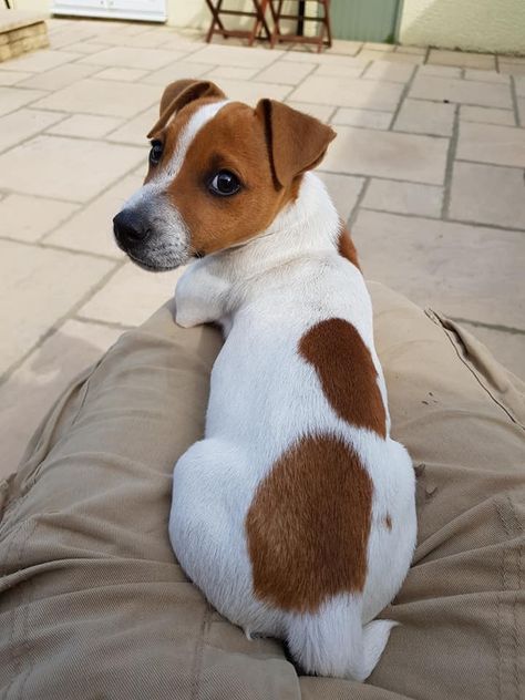 Chien Jack Russel, Jack Terrier, Jack Russell Terrier Puppies, Jack Russell Puppies, Parson Russell Terrier, Jack Russell Dogs, Jack Russells, Jack Russel, Terrier Puppies