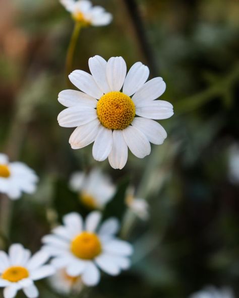 Chamomile Tea Benefits, Chamomile Plant, Root Structure, Garden Diary, Attracting Beneficial Insects, Companion Plants, Chamomile Oil, Chamomile Essential Oil, Chamomile Tea