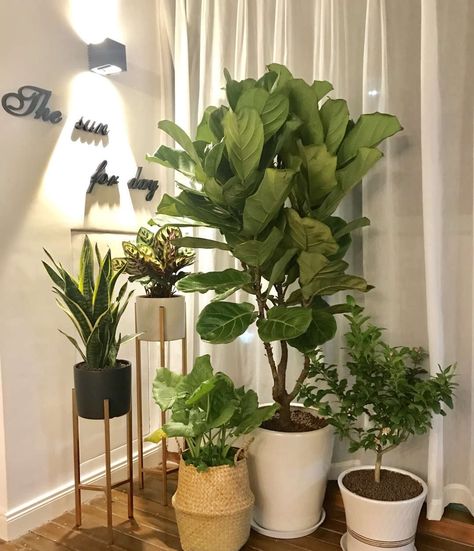 Small Table Plants Indoor, Plant Feature Wall Indoor, Real Plants Inside Home Decor, Floor Plants Decor Living Rooms, Indoor Plant Corner, Plants Without Sunlight, Indoor Plant Hacks, Green Indoor Plants, Plants Ideas Indoor