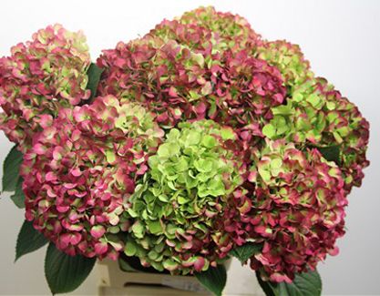 Florissimo - Flowers for weddings and events in Shropshire. HYDRANGEA, MAY-NOV. From Florissimo Flower Directory at https://uk.pinterest.com/ByFlorissimo/flower-directory/ | Blue, white, pink, green and pink-green Fuschia Hydrangea, Berry White Hydrangea, Pink Hydrangea Wedding, Hydrangea Orange, Fairytrail Bride Hydrangea, Dark Pink Hydrangea, Hydrangea Green, Red Hydrangea, 10 October