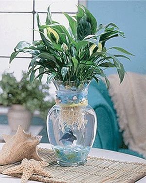 Live Aquarium Plants for Your Betta Fish - Fish Care Beta Fish Centerpiece, Beach Wedding Reception Centerpieces, Fish Centerpiece, Tanaman Air, Indoor Aquaponics, Aquaponics Fish, Fish Vase, Aquatic Garden, Indoor Water Garden