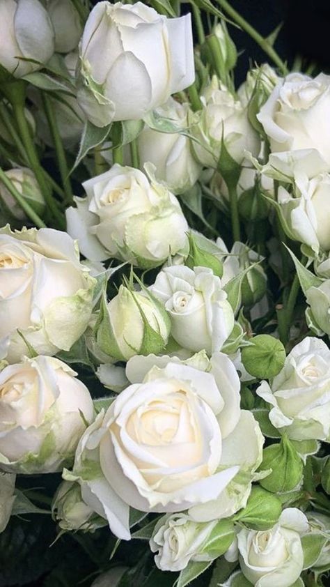 White Spray Rose, White Spray Roses, Flower Board, Wholesale Roses, Popular Flowers, Wedding Invitation Card Design, Nothing But Flowers, Spray Roses, Wholesale Flowers