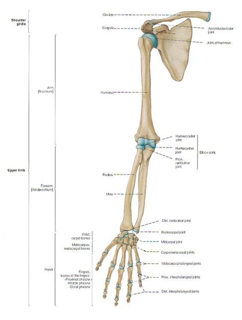 Skeleton Arm References, Arm Bone Anatomy, Arm Bones Anatomy, Arm Bones Drawing, Hand Bone Anatomy, Forearm Anatomy, Upper Limb Anatomy, Skeletal System Anatomy, Hand Bones