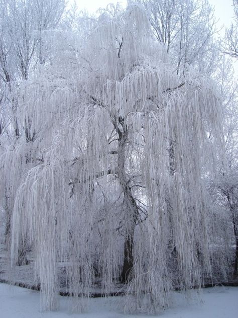 Weeping Willow Covered In Snow. Willow Tree Art, Weeping Willow Tree, Willow Trees, Snow Covered Trees, Winter Szenen, Weeping Willow, Beautiful Trees, Ice Snow, Tree Photography