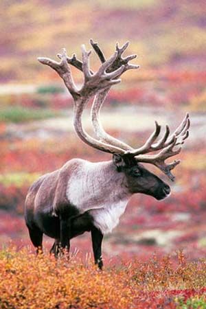 Caribou, wild Reindeer native animal to Alaska and Canada. Manx, Mule Deer, Canada Animals, Caribou Hunting, Rein Deer, Horned Animals, Animals Adorable, Alaska Wildlife, Deer Family