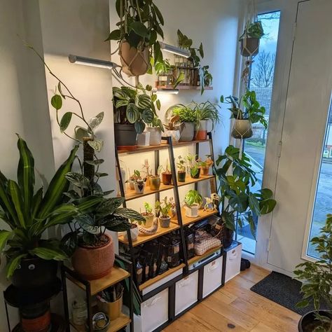 15 Plant Shelf Ideas We Love to Show Off Your Greenery Plant Cabinet, Plant Shelf Ideas, Plant Rooms, Plant Room, Plant Shelf, Room With Plants, Plant Shelves, Shelf Ideas, New Room