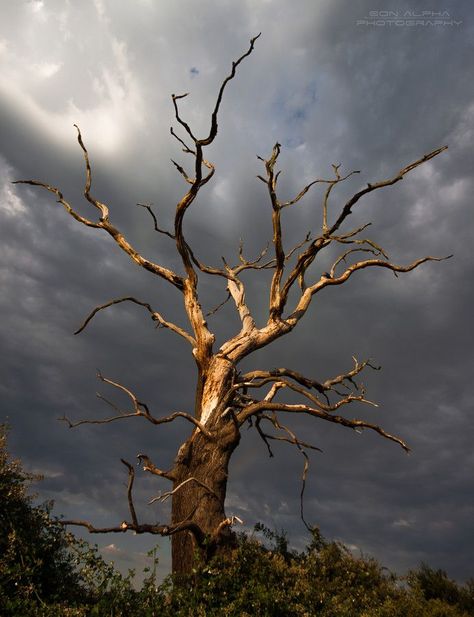 숲 사진, Diy Keramik, Weird Trees, Dead Tree, Old Tree, Old Trees, Tree Photography, Unique Trees, Tree Silhouette