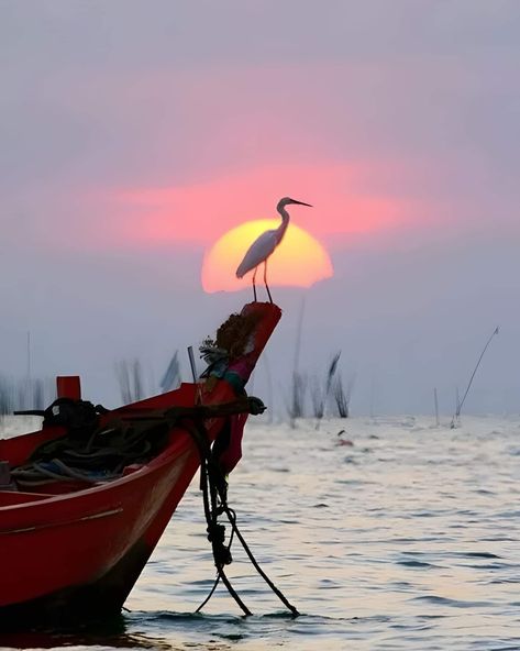 Affinity Photo, Boat Art, Boat Painting, Beautiful Sunset, Nature Photos, Sunrise Sunset, Beautiful Birds, Beautiful Images, Beautiful Photo