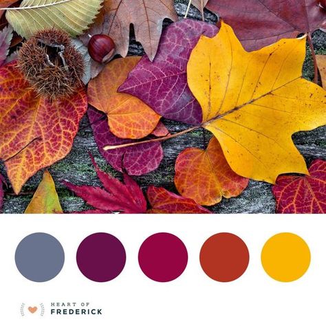 Color Palette For Home, Autumn Leaf Color, Fall Color Palette, Color Palate, Color Inspo, Jolie Photo, Color Stories, Colour Schemes, Color Pallets