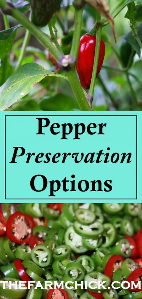 How To Preserve Peppers From Garden, Preserving Chili Peppers, What To Do With Hot Peppers From Garden, What To Do With Garden Peppers, Preserving Garden Harvest, What To Do With Peppers From The Garden, Preserving Jalapeno Peppers, What To Do With Jalapenos, What To Do With Peppers