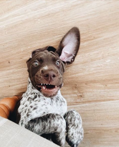 German Shorthaired Pointer Puppies, Gsp Dogs, Gsp Puppies, German Shorthaired Pointer Dog, Pointer Puppies, Dog Whisperer, German Shorthair, Shorthaired Pointer, Pointer Dog