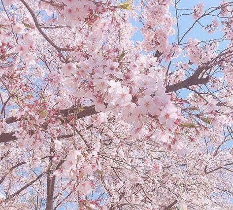 Cherry Blossom Japan, Sakura Bloom, Tree Icon, Soft Pink Theme, Flower Icons, Cherry Blossom Background, Sakura Tree, Sakura Flower, Nothing But Flowers