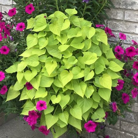 Sweet Potato Vine Planter, Greenery Garden, Flowers To Plant, Privacy Hedge, Landscape Borders, Sweet Potato Vine, Chartreuse Color, Potato Vines, Mary Mary