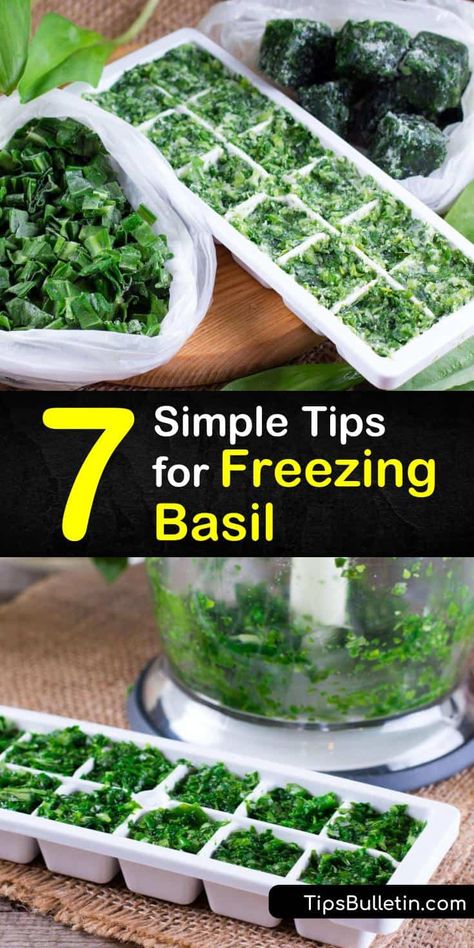 How To Freeze Basil, Freezing Food Guide, Storing Basil, Preserving Basil, Freezing Fresh Herbs, Preserve Fresh Herbs, Fresh Basil Recipes, Drying Fresh Herbs, Freezing Vegetables