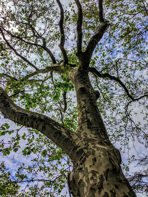 American Sycamore Tree, Sycamore Trees, Sycamore Tree, Spring Tree, Container Gardening Vegetables, Tree Photography, Abstract Tree, Shade Trees, Tree Care