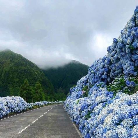 Hydrangea Highway.... to heaven ?? Beautiful! São Miguel Island Azores Portugal ... Azores Portugal, Portugal Vacation, São Miguel Island, Portugal Wedding, Algarve, Dream Destinations, Beautiful Destinations, Travel Dreams, Hydrangea