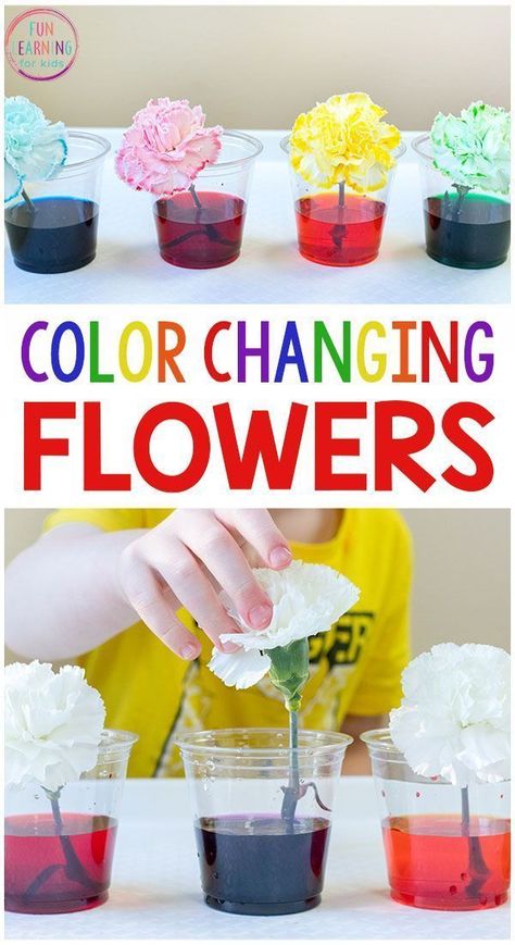 Color Changing Flowers, Spring Science Activities, Vetenskapliga Experiment, Spring Science, Preschool Science Activities, Science Experiments For Preschoolers, Science Activity, Kid Experiments, Science Activities For Kids