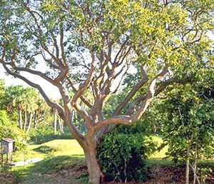 Best Shade Trees, Native Plant Landscape, Florida Trees, Small Trees For Garden, Florida Plants, Backyard Shade, Florida Gardening, Small Front Yard, Fall Garden Vegetables