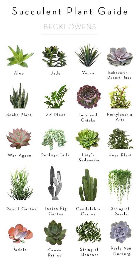 Today I'm sharing a Succulent Plant Guide to help you add beautiful texture and a fresh pop of green to your styled spaces. Kaktus Dan Sukulen, Zebra Plant, نباتات منزلية, Ficus Tree, Plant Guide, Succulent Gardening, Cactus Y Suculentas, Cactus And Succulents, Succulent Plant