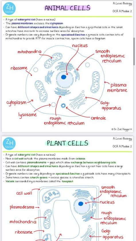 Cells In Biology, What Is Cell Notes, Cells And Organelles, Bio Cell Notes, Free Biology Notes, How To Study Botany, Plant And Animal Cells Notes, Biology Research Topics, Chemistry Of Life Biology Notes