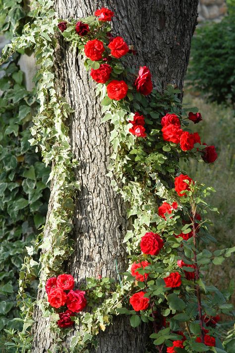 Climbing roses trained on a tree. Depending on tree. Needs sun. Pines Roses Growing, Rose Belle, Rose House, Flowers Growing, Have Inspiration, Colorful Roses, Climbing Roses, Love Rose, Garden Cottage