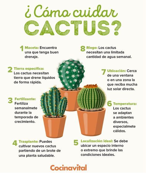 Cactus House Plants, Eco Garden, Small Cactus, Home Vegetable Garden, Food Garden, Cactus Y Suculentas, Fruit Garden, Natural Garden, Cactus Garden