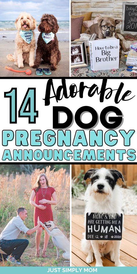 Looking for the perfect way to create a dog baby announcement to reveal that you're pregnant to family, friends, or social media? Here they are My Parents Are Getting Me A Human, Pregnant Announcement With Dog, Lab Results Are In Baby Announcement, Dog Baby Announcing Ideas, Cute Pregnancy Announcement With Dog, Gender Reveal Using Dogs, Social Media Baby Announcement Ideas, Dog Big Brother Announcement, Baby Reveal With Dog