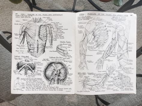 an anatomy book from the 1960′s my mom used during... - So when do you graduate? Anatomy Book, Medical Drawings, Medicine Notes, Medical Student Motivation, Med School Motivation, Medical Student Study, Hand Drawings, Medical School Motivation, Medicine Student