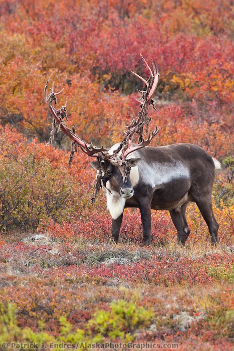 Bull caribou on autumn tundra in Denali National Park. Caribou Hunting, Daily Dozen, Deer Family, Northwest Territories, Kunst Inspiration, Denali National Park, Wild Nature, An Animal, Animal Photo