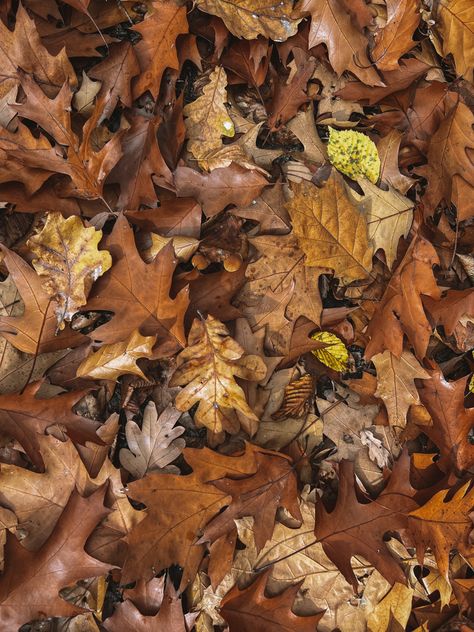 Autumn Foliage Aesthetic, Crunchy Autumn Leaves, Autumn Brown Aesthetic, Brown Leaf Aesthetic, Brown Leaves Aesthetic, Fall Woods Aesthetic, Fall Leaf Aesthetic, Autumn Leaf Aesthetic, Fall Brown Aesthetic