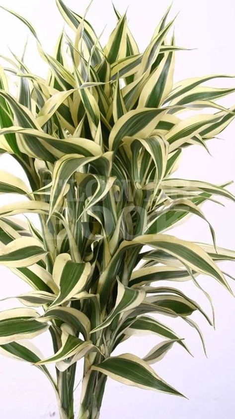 Sanderiana Variegated main Dracaena Sanderiana, Variegated Plants, Plant Care, Container Gardening, Garden Plants, Soil, Water, Plants, Flowers