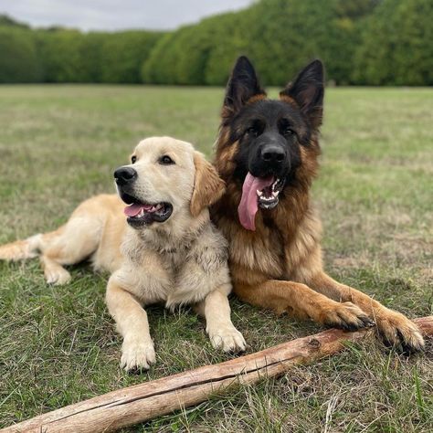 Golden Retriever And German Shepherd, Dr Aesthetic, German Shepherd Photos, Labrador Mix, Dream Board, Pin Board, Cute Photos, Dog Friends, German Shepherd