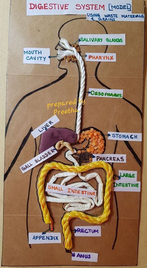 Human Body Science Projects, Vetenskapliga Experiment, Human Body Projects, Human Body Science, Sistem Pencernaan, Biology Projects, Science Crafts, Science Projects For Kids, Science Activities For Kids