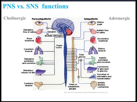 Cholinergic vs adrenergic Anatomi Dan Fisiologi, Nervus Vagus, Sistem Saraf, Peripheral Nervous System, The Human Brain, Parasympathetic Nervous System, Autonomic Nervous System, Vagus Nerve, Nursing Study